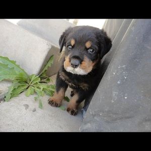 Meet your Posher, Ozzy